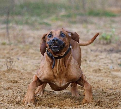 Image of excited dog with caption: did someone say dogfood?